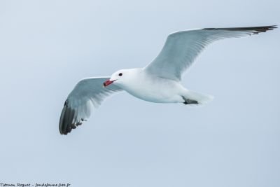 Goéland d’Audouin