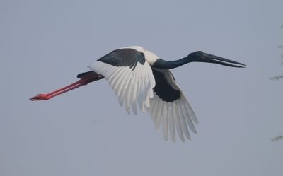 Jabiru d'Asie
