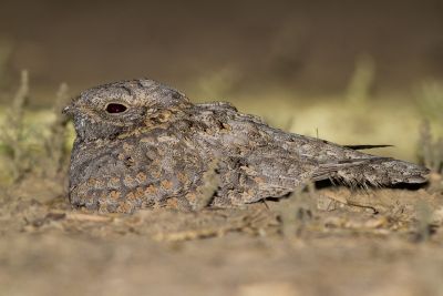 Engoulevent de Skyes