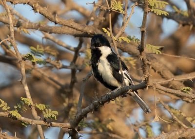 Mésange à ailes blanches