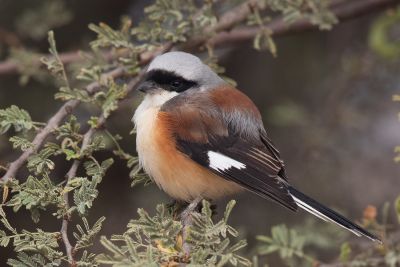 Pie-grièche à bandeau