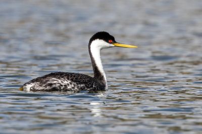 Grèbe élégant