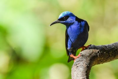 Jour 3: Réserve naturelle Rio Claro