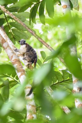 Jour 6: Bahia Solano et la réserve de Jardin botanico
