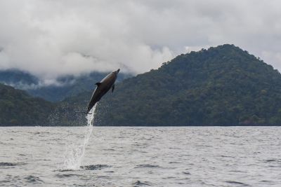Jour 10:  Parc National Naturel Utría - Cocalito - Playa Blanca