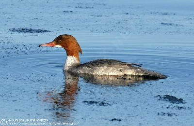 © Aurélien Audevard - Harle bièvre Harle bièvre