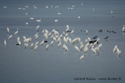© Gérard Rolin - Groupe de Grande Aigrette Groupe de Grande Aigrette
