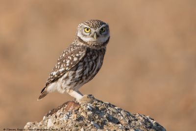 © Titouan Roguet - Chevêche d’Athéna Chevêche d’Athéna