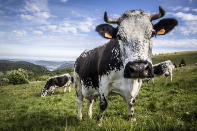 © Grégory Smellinckx - Vaches Vosgiennes Vaches Vosgiennes