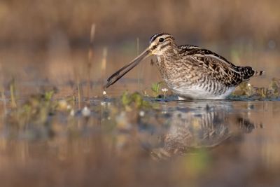 Bécassine des marais