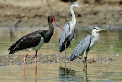 Cigogne noire et Hérons cendrés