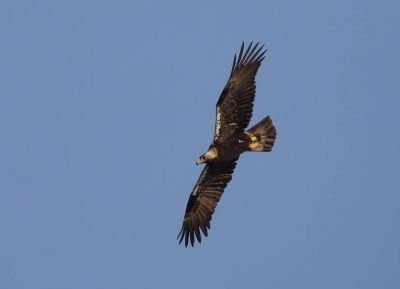 Aigle ibérique