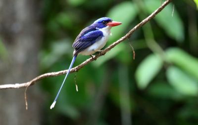 Martin-chasseur à longs brins