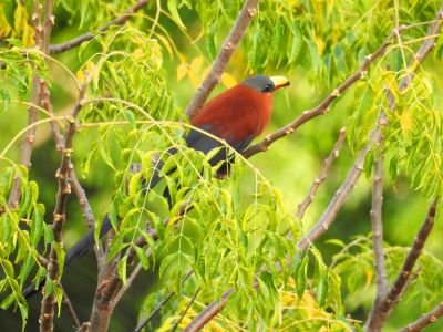 Malcoha à bec peint