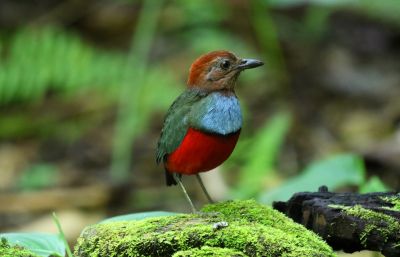 Brève des Célèbes