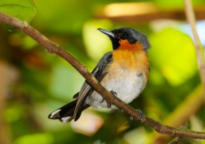 Monarque à lunettes