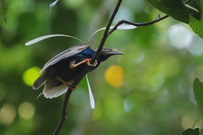 Paradisier de Wallace