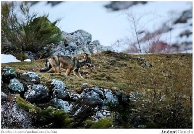 Jour 2 à Jour 4 : Affûts aux loups et autre faune.