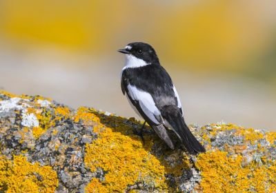 Jour 5 : Île d’Hoëdic
