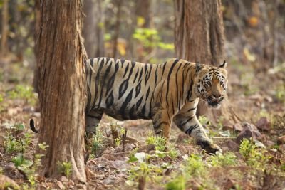 Jour 2 – arrivée à Delhi – Transfert au parc national de Ranthambore.