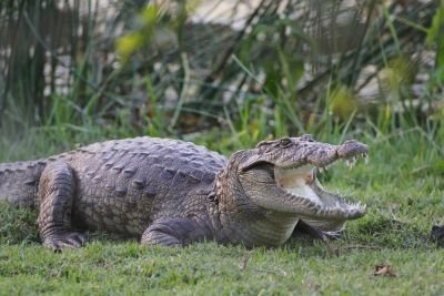Jour 7 : sanctuaire de Chambal.