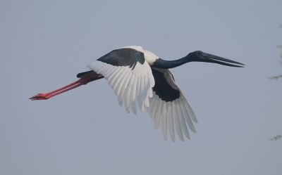 Jabiru d'Asie