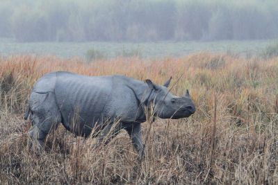 Jour 11 : Vol pour Guwahati – parc national de Kaziranga.