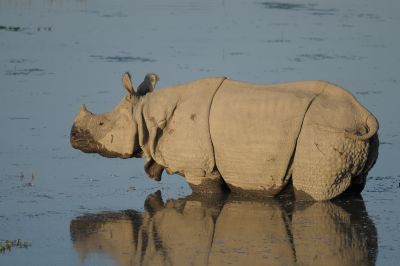 Rhinoceros indien