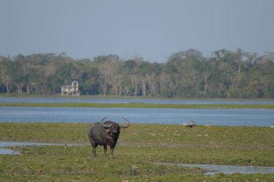 Paysage de Kaziranga avec Buffle sauvage d'Asie