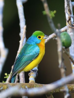 Passerin arc-en-ciel