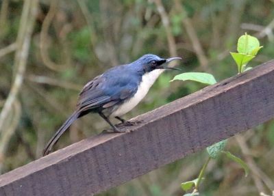 Moqueur bleu et blanc