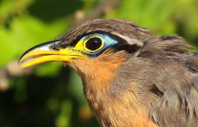 Géocoucou de Lesson