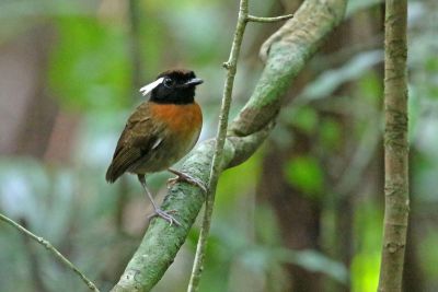 Conophage à oreilles blanches