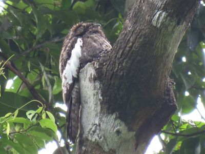 Ibijau à ailes blanches