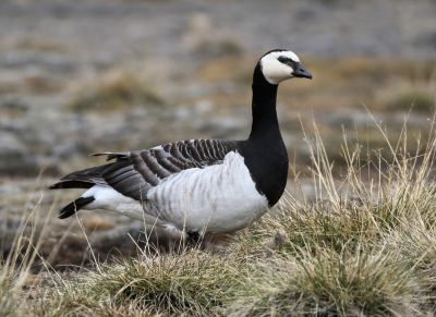 © Julien Gonin - Bernache nonnette Bernache nonnette