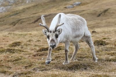 © Julien Gonin - Renne du Svalbard Renne du Svalbard