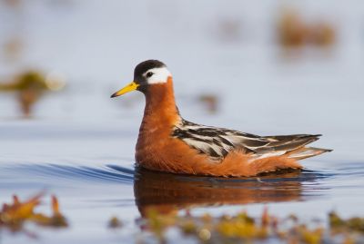 © Yann Kolbeinsson - Phalarope à bec large Phalarope à bec large