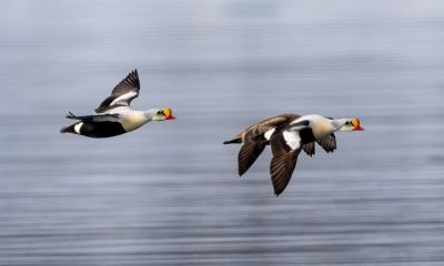 © Serge Horellou - Eider à tête grise Eider à tête grise