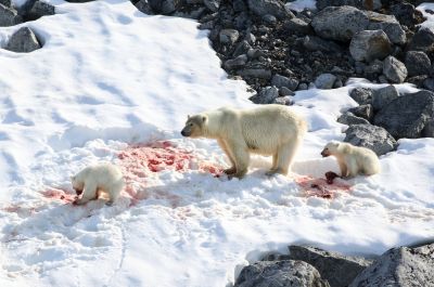 © Julien Gonin - Femelle Ours blanc avec ses 2 oursons Femelle Ours blanc avec ses 2 oursons