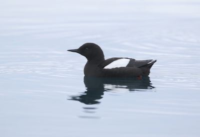 © Julien Gonin - Guillemot à miroir Guillemot à miroir