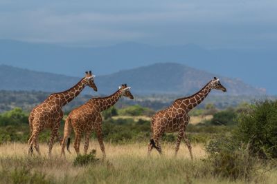 © Sylvain Lefebvre - Jours 4 et 5 - Parc national de Meru Jours 4 et 5 - Parc national de Meru