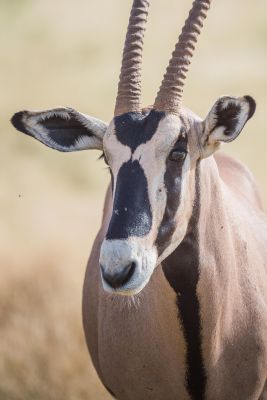 © Sylvain Lefebvre - Jour 6- Safari et transfert vers Samburu Jour 6- Safari et transfert vers Samburu