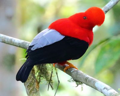 Coq-de-roche péruvien