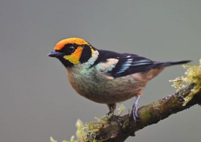 Caliste à face rouge