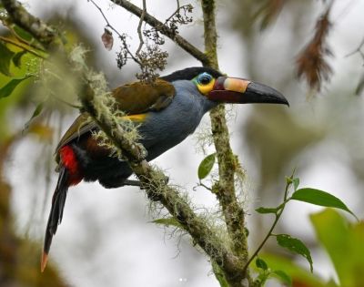 Toucan montagnard