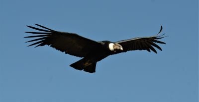 Condor des Andes