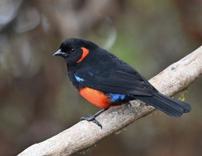 Tangara à ventre rouge