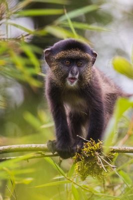 © Sylvain Lefebvre - Jour 6: observation des singes dorés à Mgahinga Jour 6: observation des singes dorés à Mgahinga