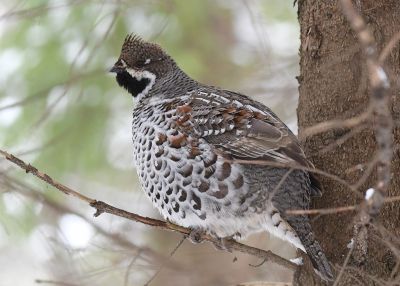 Gélinotte des bois