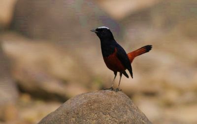 Torrentaire à calotte blanche